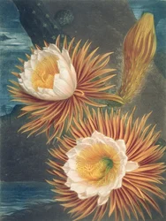 O Cereus Noturno, do Templo da Flora, de Robert Thornton, publicado em 1812